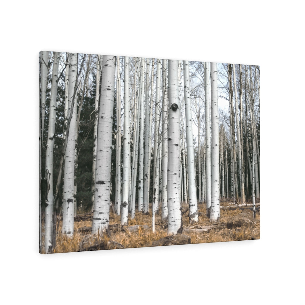 Birkenwald-Leinwand-Galeriefolie, rustikale Wandkunst, Flagstaff Humphrey's Peak