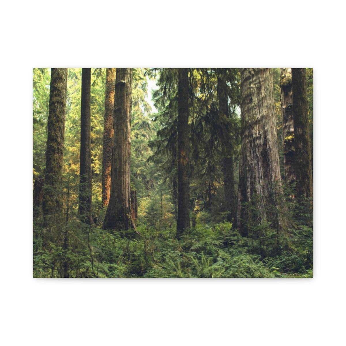 Olympic National Forest Matte Canvas Print - Ready to Hang Art