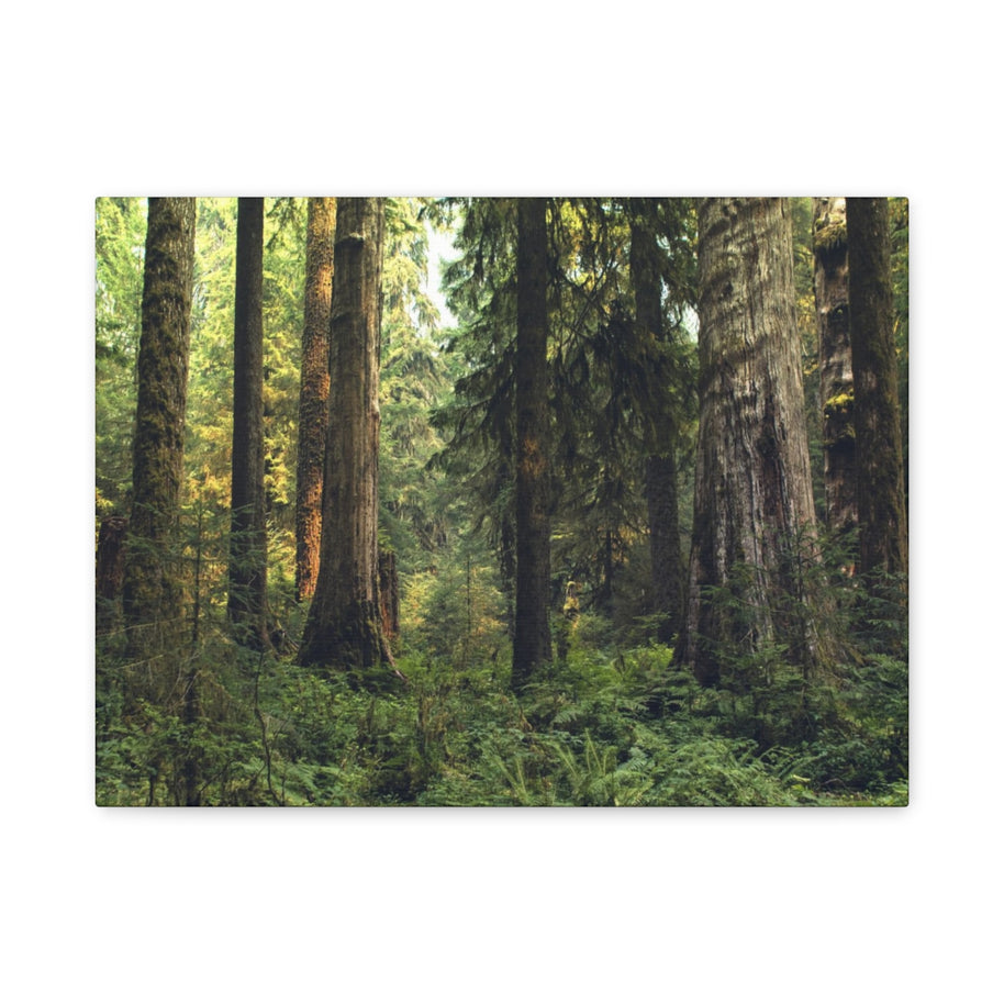 Olympic National Forest Matte Canvas Print - Ready to Hang Art