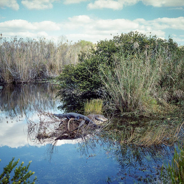 Savannah Georgia Wetlands Nature Photography