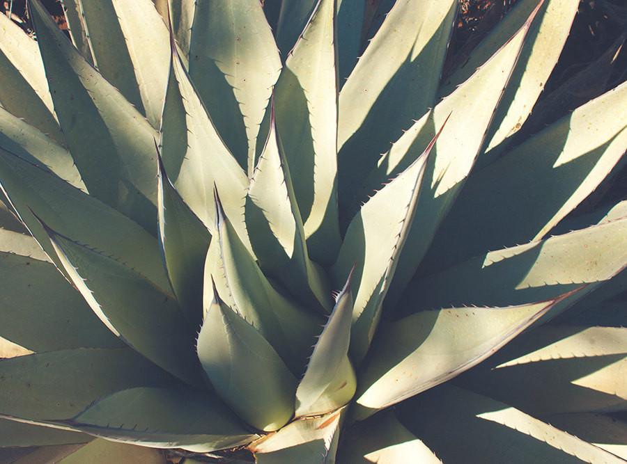 Agave Plant, Botanical Photography Lost Kat Photography
