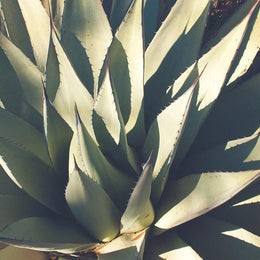 Agave Plant, Botanical Photography Lost Kat Photography