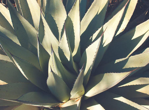 Agave Plant, Botanical Photography Lost Kat Photography