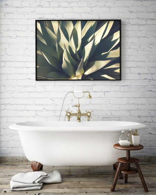 Agave Plant, Botanical Photography Lost Kat Photography