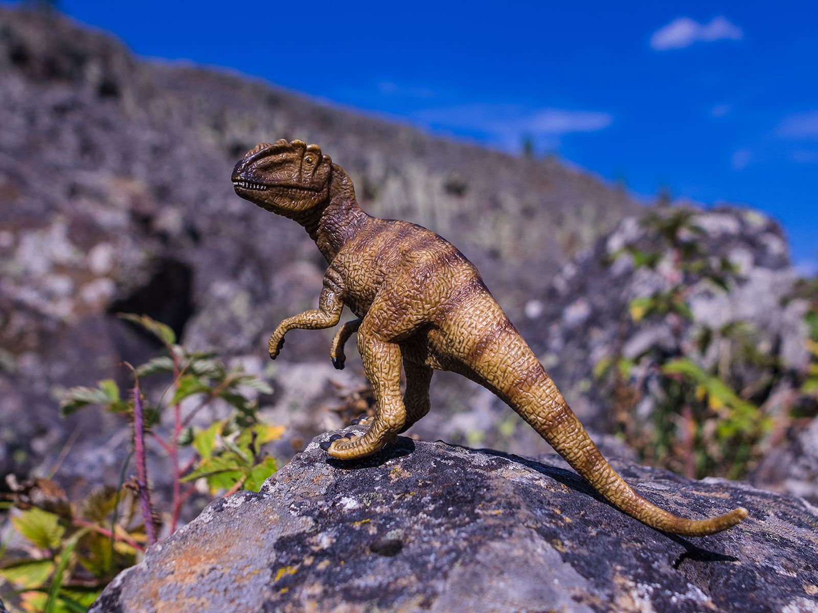 Allosaurus Photo Art Print Fun Photography Decor