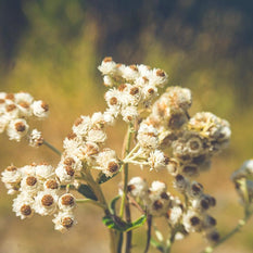 Alpine Flowers, Dreamy Nature Photography Lost Kat Photography