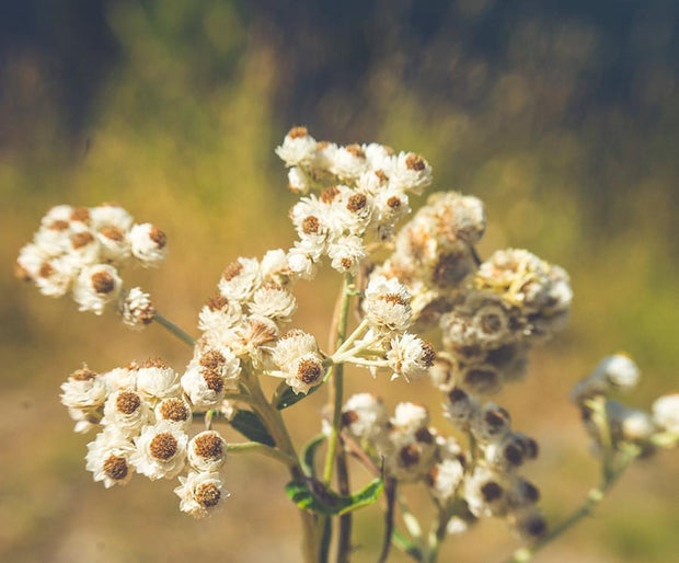 Alpine Flowers, Dreamy Nature Photography Lost Kat Photography