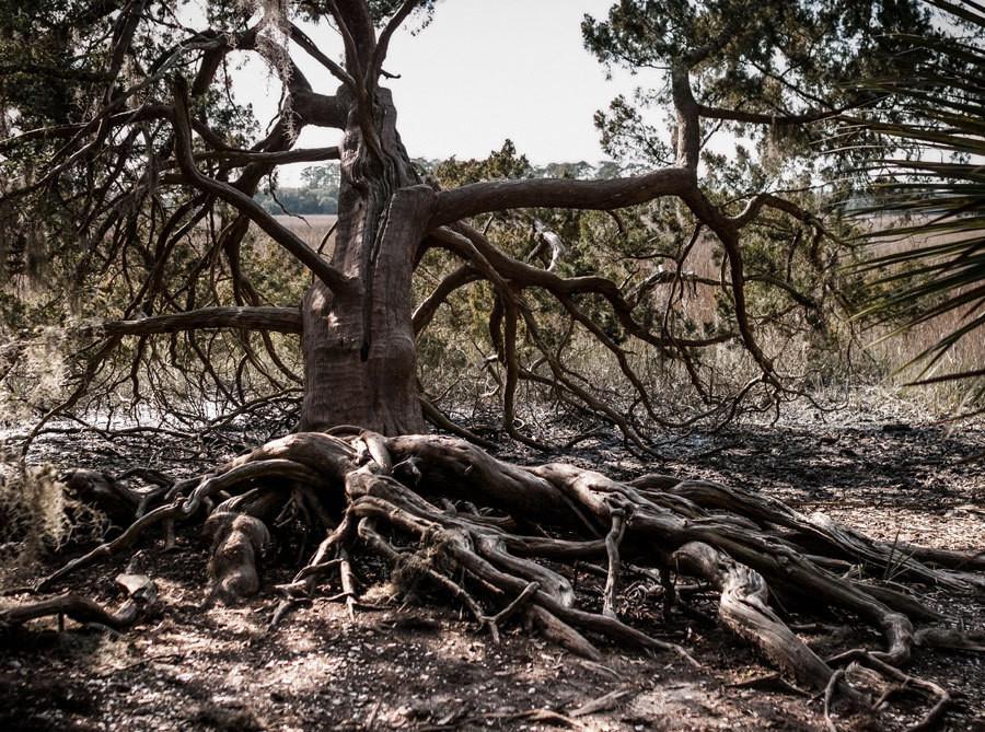 Ancient Swamp King Georgia Tree Photo Print - Photography