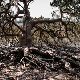 Ancient Swamp King Georgia Tree Photo Print - Photography