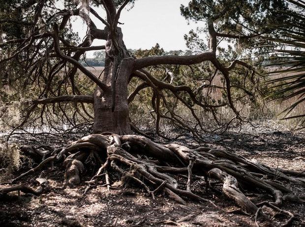Ancient Swamp King Georgia Tree Photo Print - Photography
