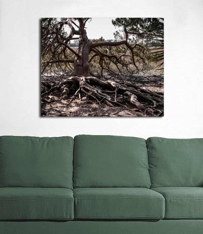 Ancient Swamp King Georgia Tree Photo Print - Photography