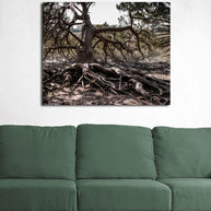 Ancient Swamp King Georgia Tree Photo Print - Photography