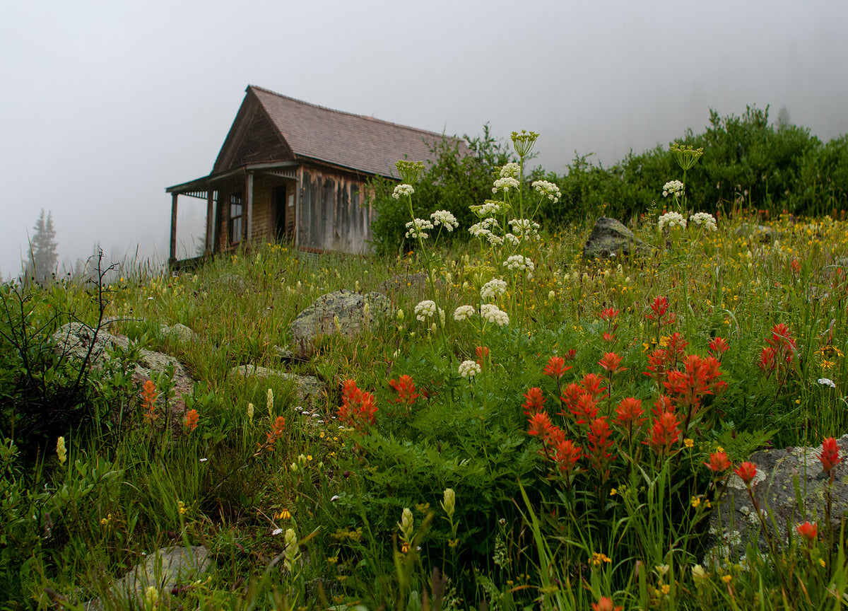 Colorado Cabin Photo Print Wildflowers in Animas Forks