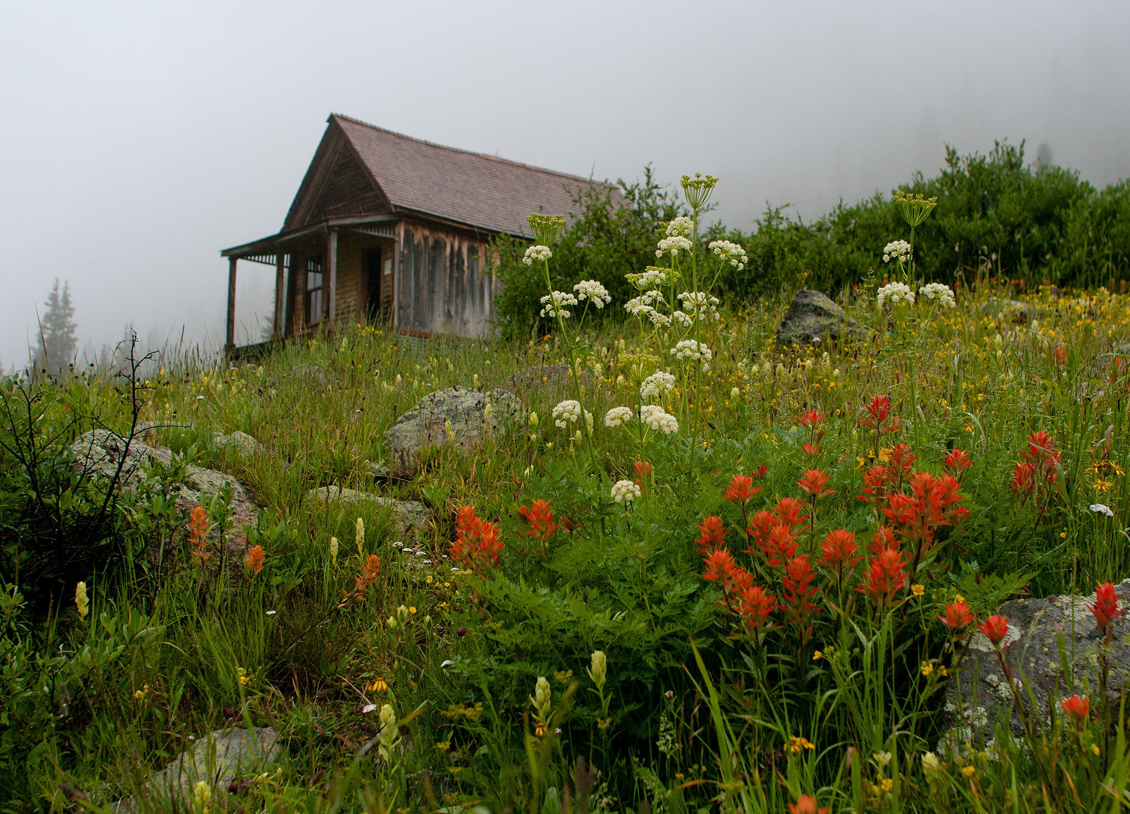 Colorado Cabin Photo Print Wildflowers in Animas Forks