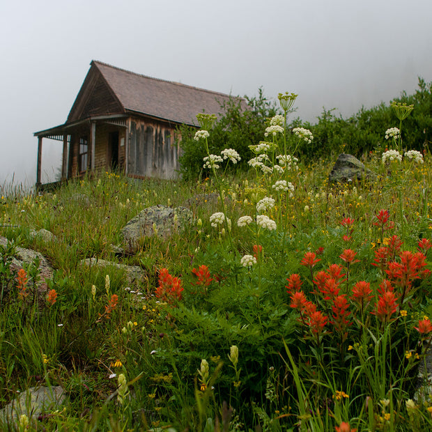 Colorado Cabin Photo Print Wildflowers in Animas Forks