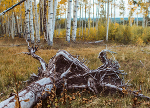 Fallen Aspen Roots Colorado Photo Print - Photography