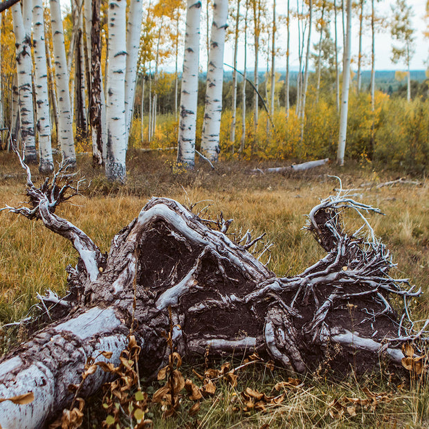 Fallen Aspen Roots Colorado Photo Print - Photography
