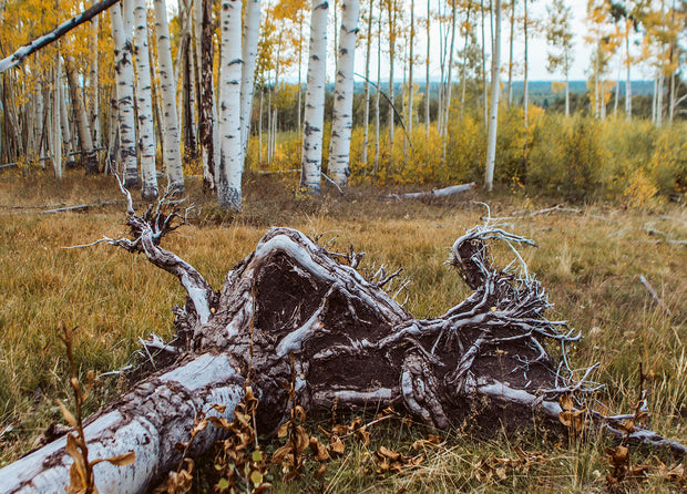 Aspen Trail Nature Photography