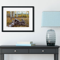 Fallen Aspen Roots Colorado Photo Print - Photography