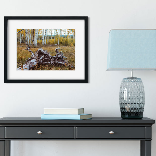 Fallen Aspen Roots Colorado Photo Print - Photography