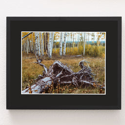 Fallen Aspen Roots Colorado Photo Print - Photography