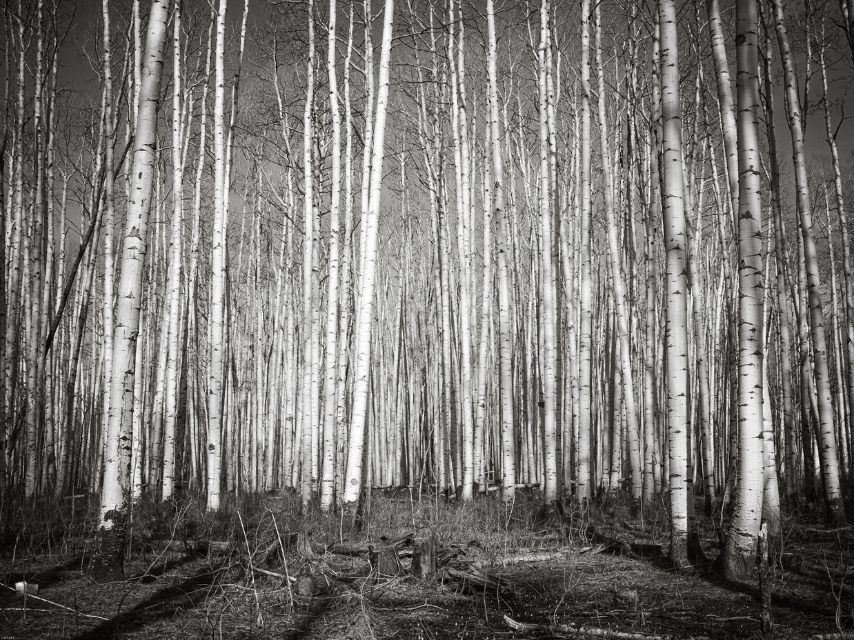 Aspen Forest Colorado Photo Print Black and White
