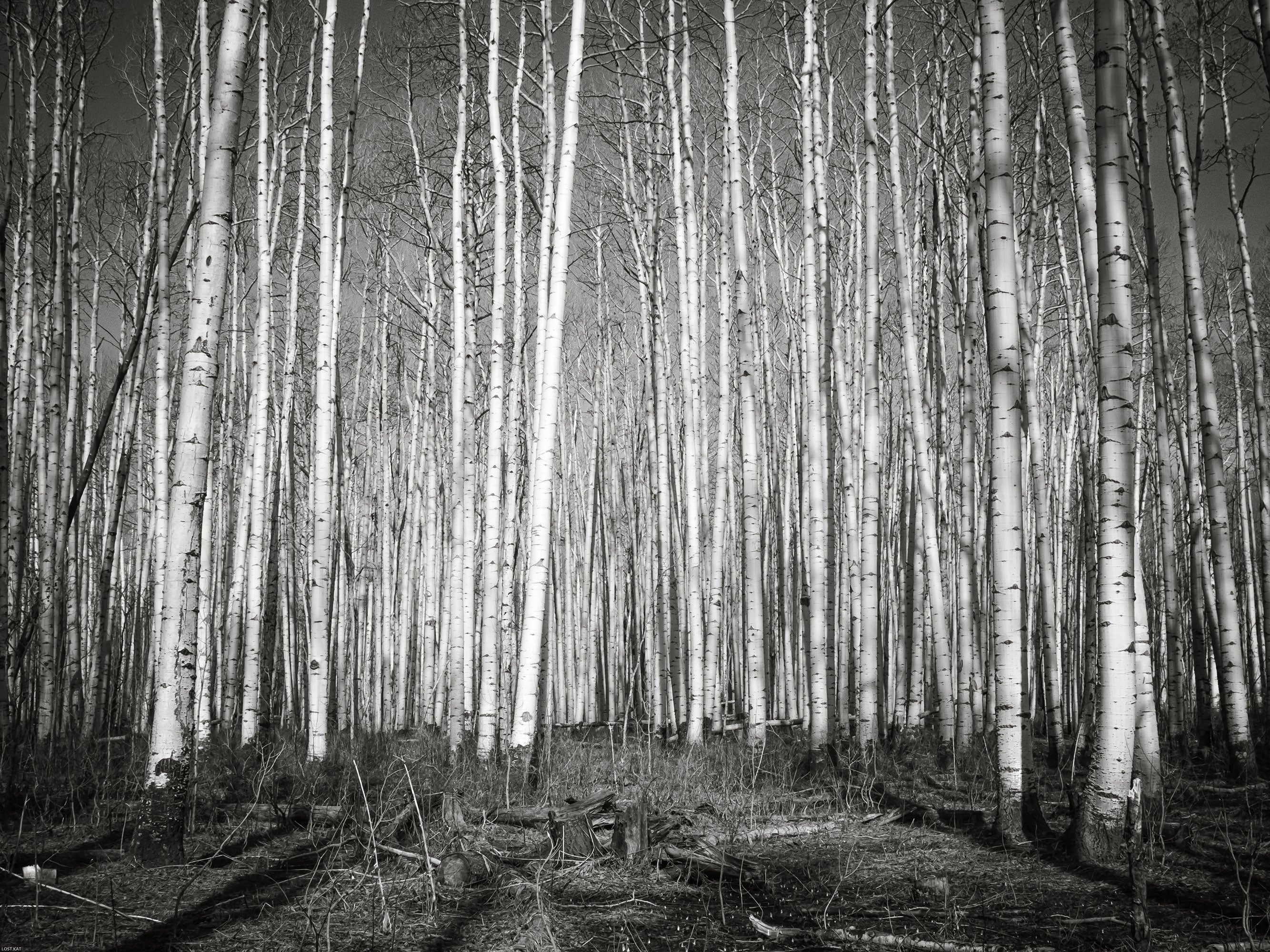 Aspen Forest Colorado Photo Print Black and White