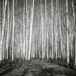 Aspen Forest Colorado Photo Print Black and White