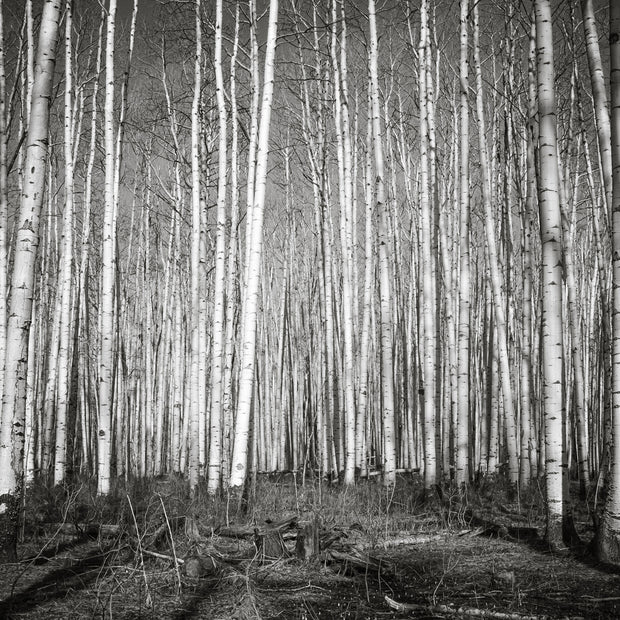 Aspen Forest Colorado Photo Print Black and White