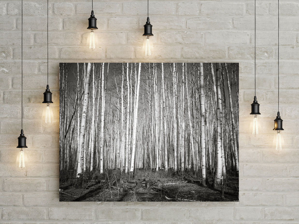 Aspen Forest Colorado Photo Print Black and White