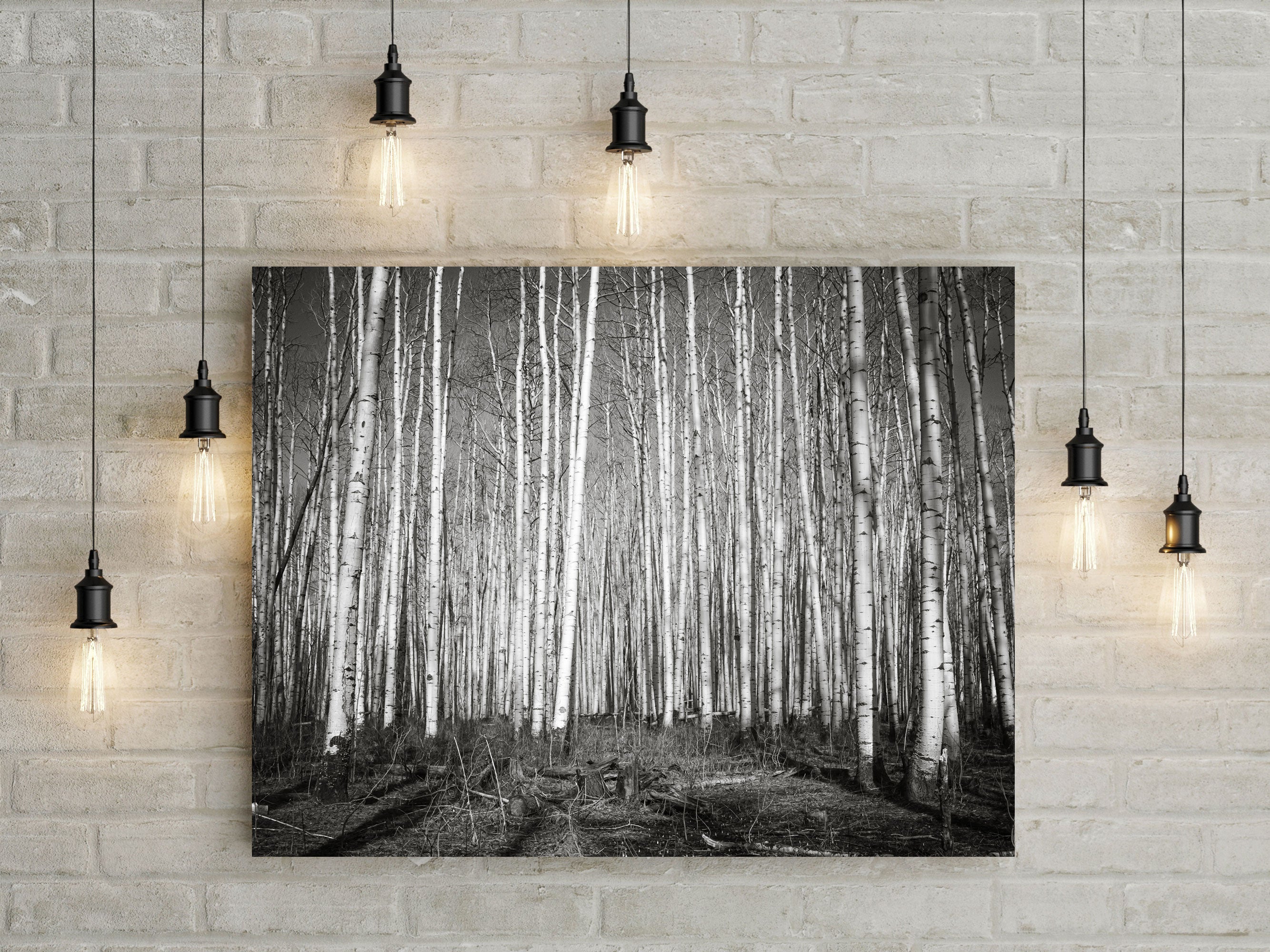 Aspen Forest Colorado Photo Print Black and White