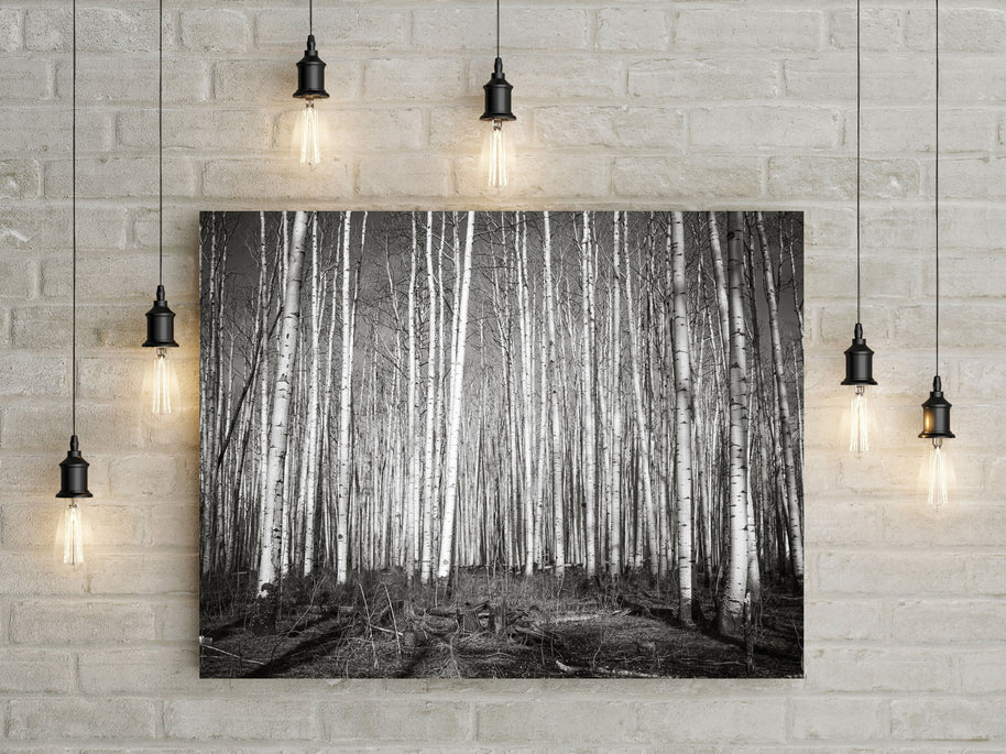 Aspen Forest Colorado Photo Print Black and White