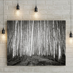 Aspen Forest Colorado Photo Print Black and White