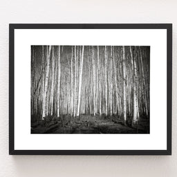 Aspen Forest Colorado Photo Print Black and White