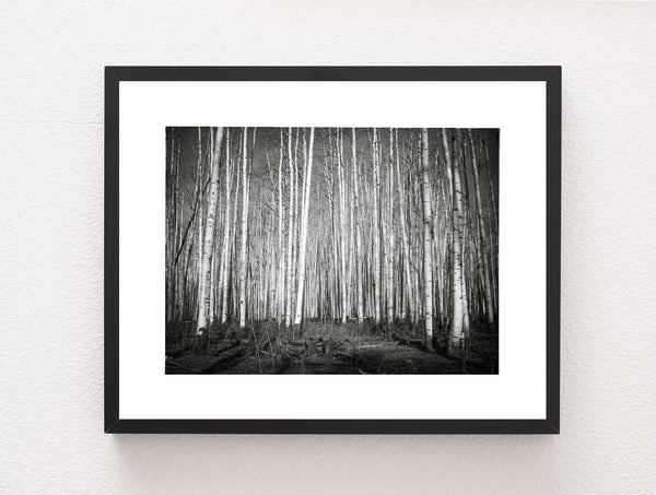 Aspen Forest Colorado Photo Print Black and White