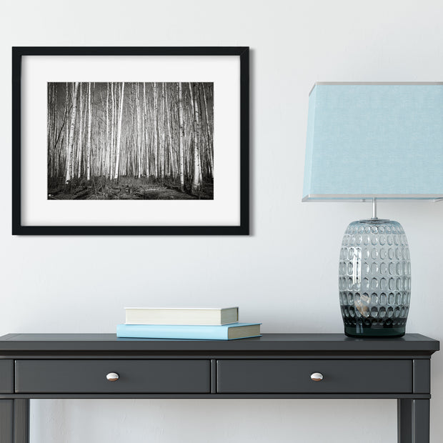 Aspen Forest Colorado Photo Print Black and White