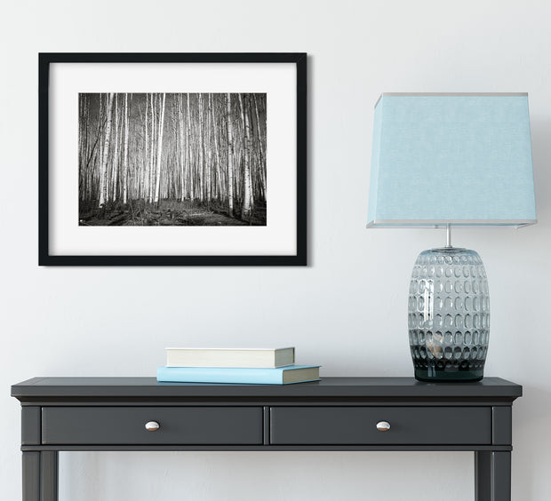 Aspen Forest Colorado Photo Print Black and White