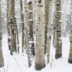 Winter Aspen Forest Photo Print Colorado Wall Art -
