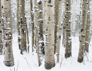 Winter Aspen Forest Photo Print Colorado Wall Art -