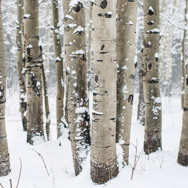 Winter Aspen Forest Photo Print Colorado Wall Art -