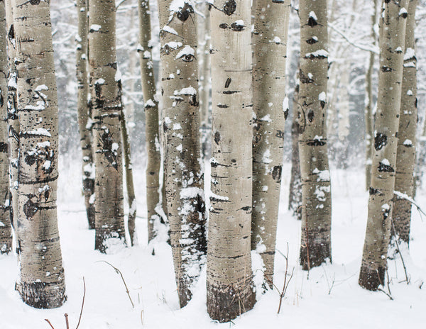 Winter Aspen Forest Photo Print Colorado Wall Art -