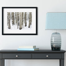 Winter Aspen Forest Photo Print Colorado Wall Art -