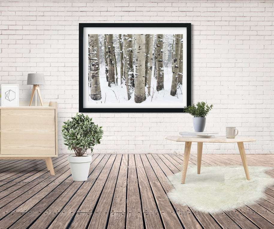 Winter Aspen Forest Photo Print Colorado Wall Art -