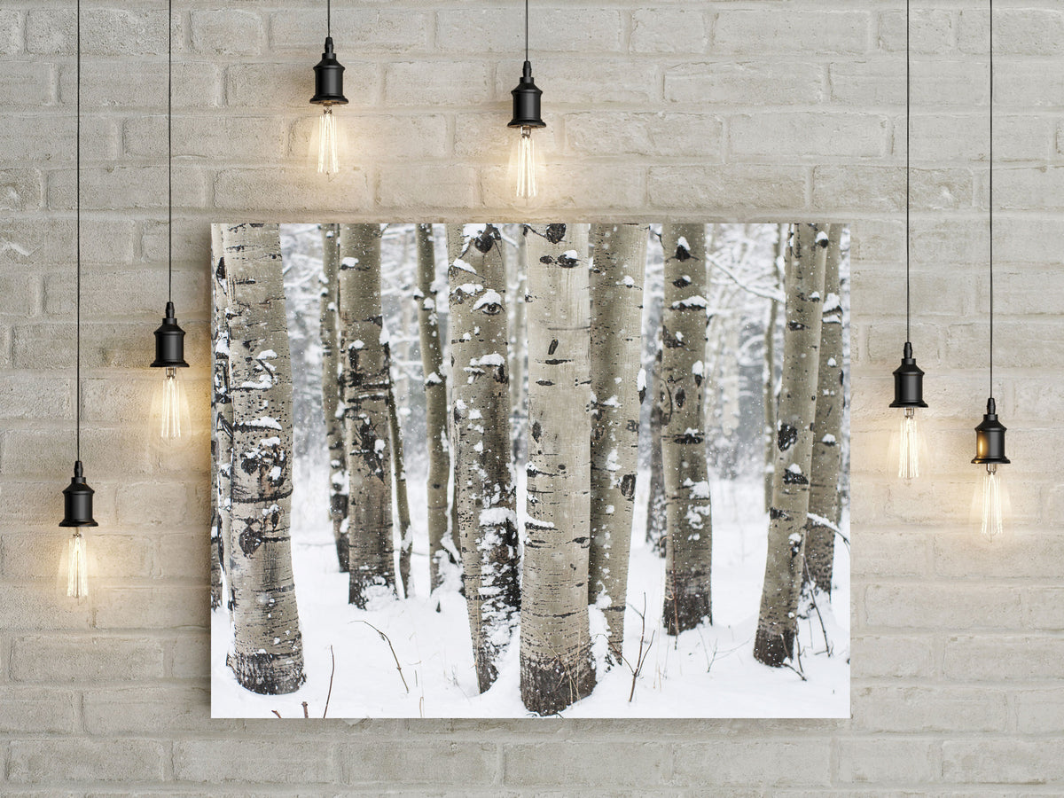 Winter Aspen Forest Photo Print Colorado Wall Art -