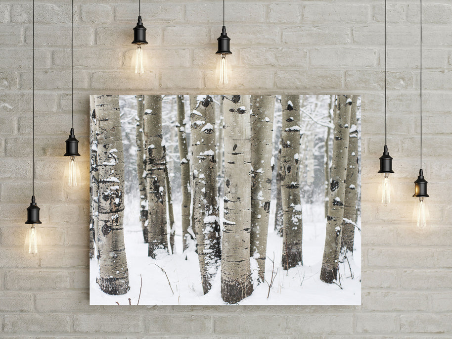 Winter Aspen Forest Photo Print Colorado Wall Art -