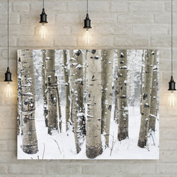 Winter Aspen Forest Photo Print Colorado Wall Art -