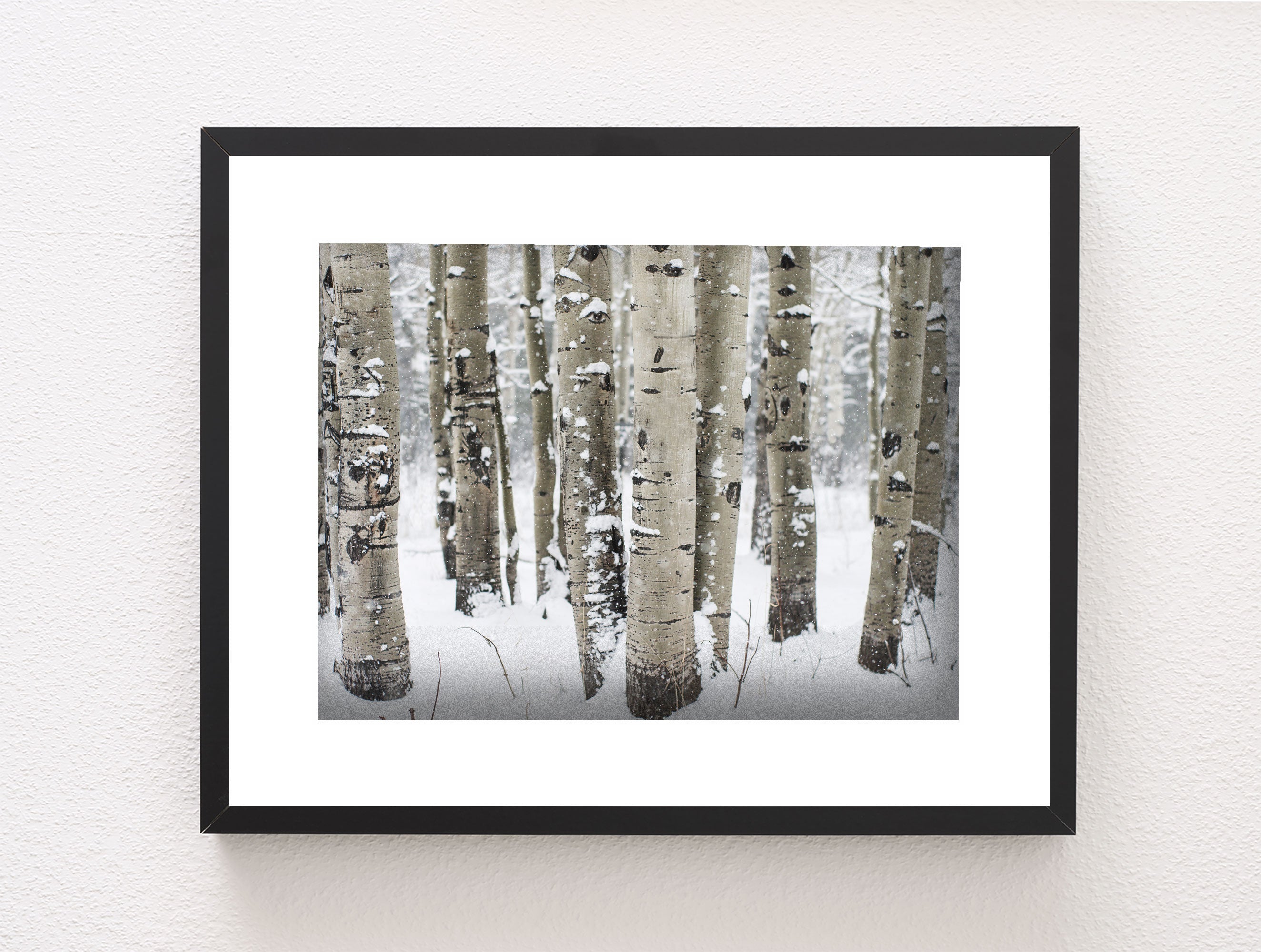 Winter Aspen Forest Photo Print Colorado Wall Art -