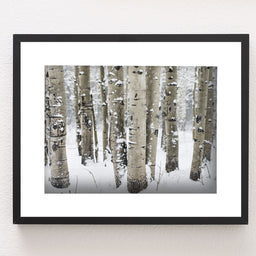 Winter Aspen Forest Photo Print Colorado Wall Art -