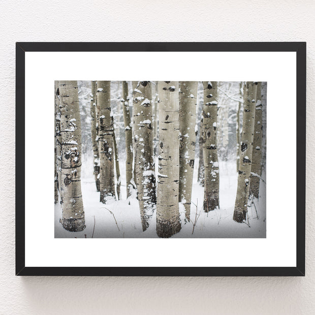 Winter Aspen Forest Photo Print Colorado Wall Art -