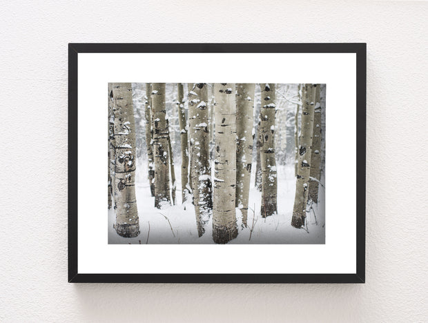 Winter Aspen Forest Photo Print Colorado Wall Art -